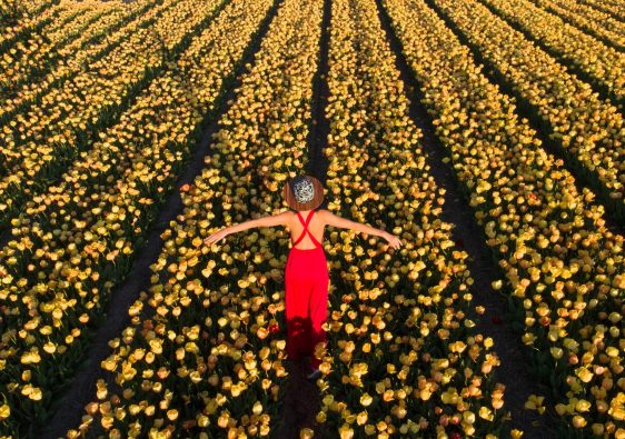 Kolorowe pola tulipanów w Holandii ciągnące się po horyzont, intensywne barwy kwiatów, wiosenny krajobraz w okolicach Keukenhof.