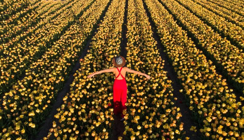 Kolorowe pola tulipanów w Holandii ciągnące się po horyzont, intensywne barwy kwiatów, wiosenny krajobraz w okolicach Keukenhof.