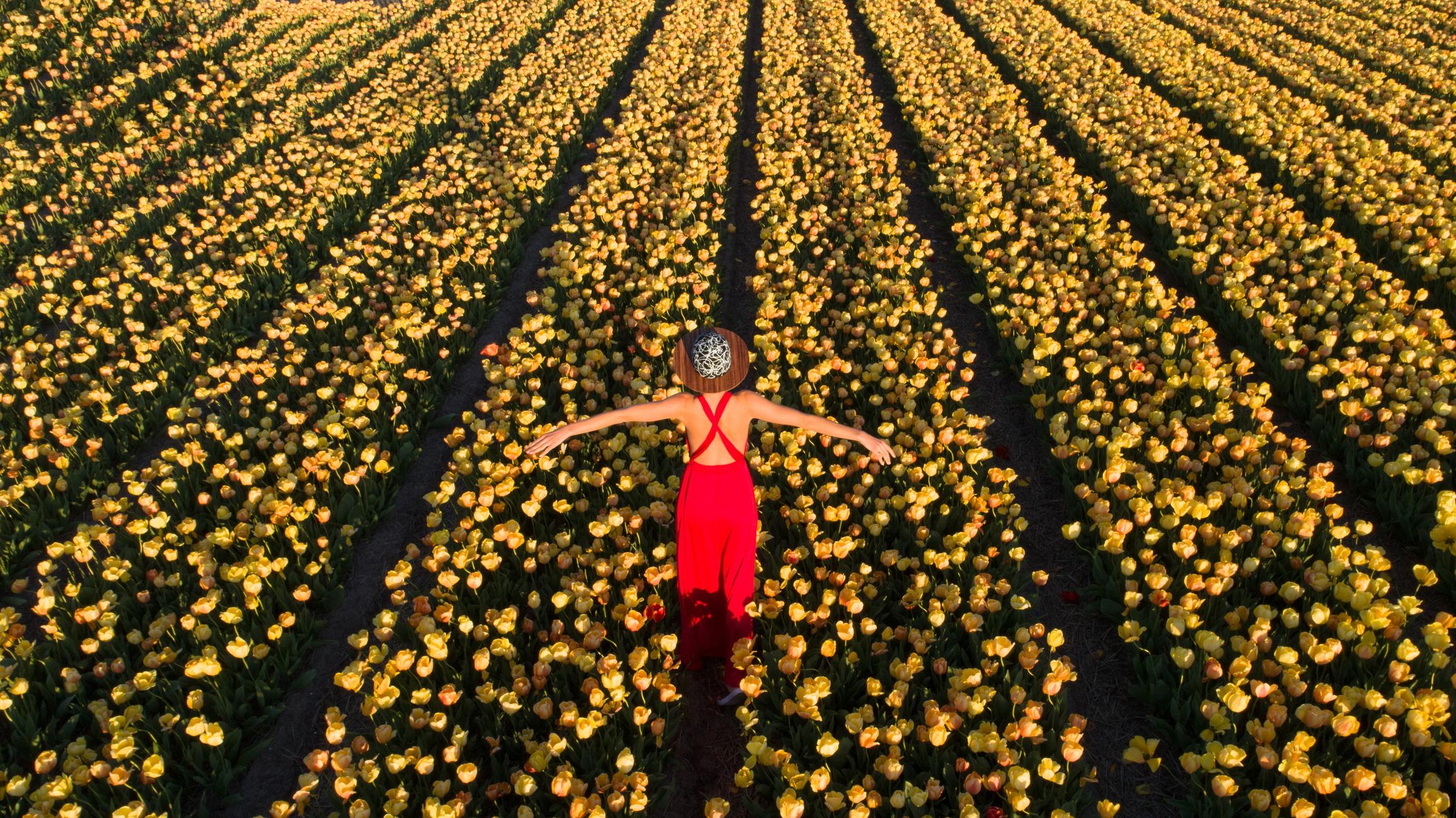 🌷 Weekend wśród Tulipanów – podróż, która zdarza się tylko raz w roku 25-26 ( weekend ) KWIETNIA 2026